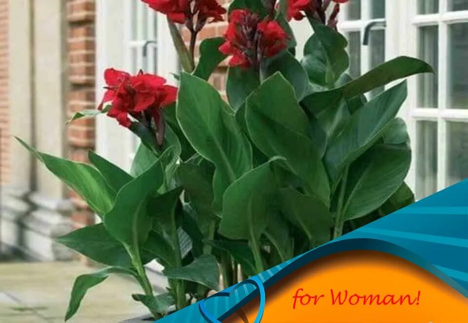 канна амбассадор. цветы канны домашнее. канны цветы комнатные. канна тропикал микс. канна south pacific rose.