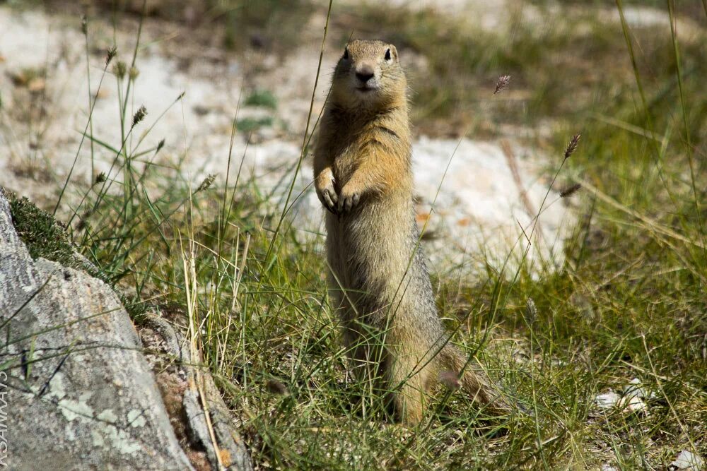 Суслики интересные суслики. Суслик Степной. Европейский суслик (Spermophilus citellus). Суслик Ольхонский. Большой суслик (Spermophilus Major).