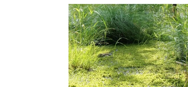 пришвин кладовая солнца аст. блудово болото пришвин. топкое место в болоте. листы каменной книги читать. блудово болото переславль.