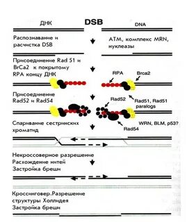 Гомологичная репарация