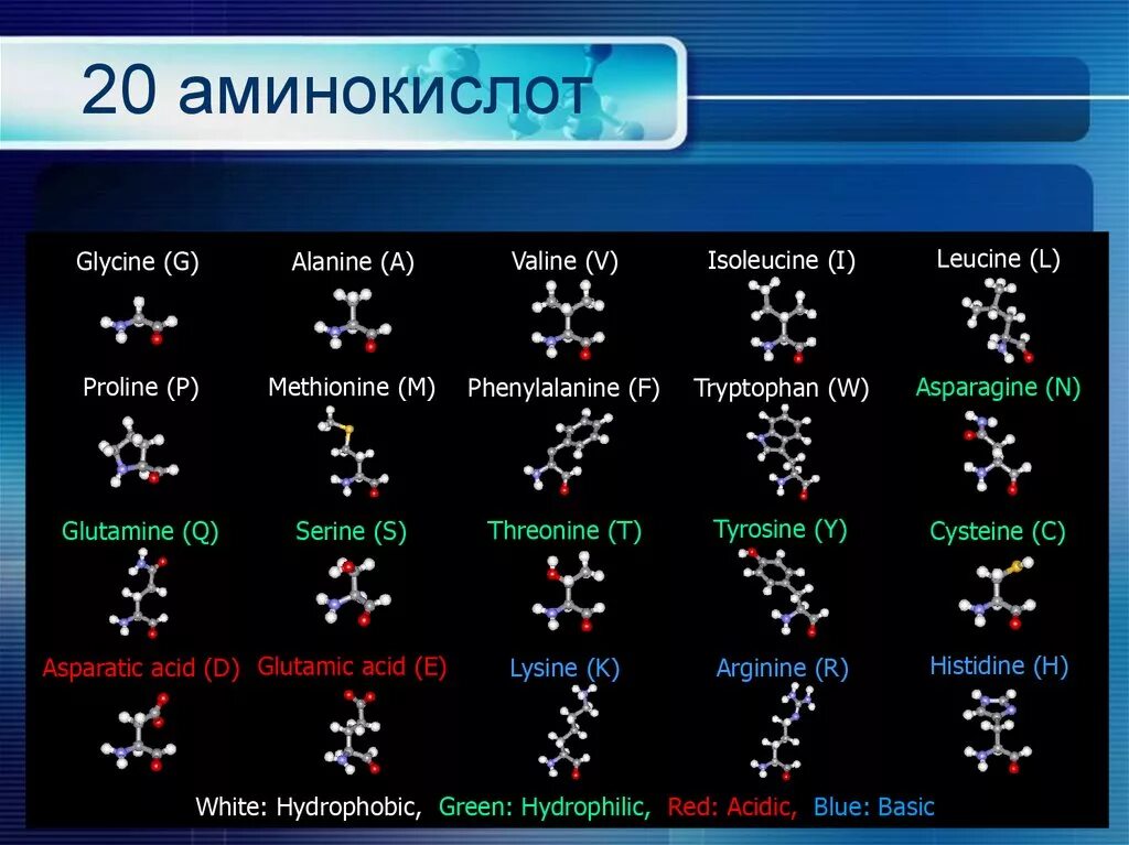 25 аминокислот