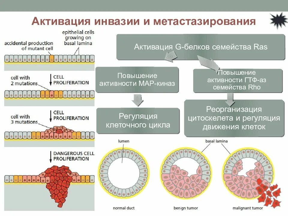 Этапы метастазирования опухоли. Метастазирование этапы и механизмы. Механизмы опухолевой трансформации клеток. Активация инвазии и метастазирования.