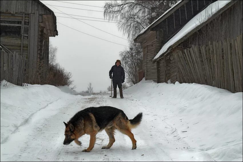 Овчарка в зимнем лесу. Немецкая овчарка в снегу. Немецкая овчарка в упряжке. Какую температуру выдерживает овчарка зимой. Какую температуру выдерживает овчарка зимой.