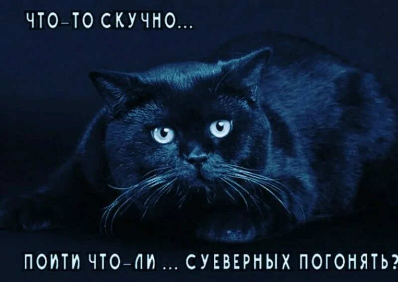 Что то скучно пойду суеверных погоняю. Скучно суеверных погонять кот. Черный кот пойду суеверных погоняю. Скучно черный кот.