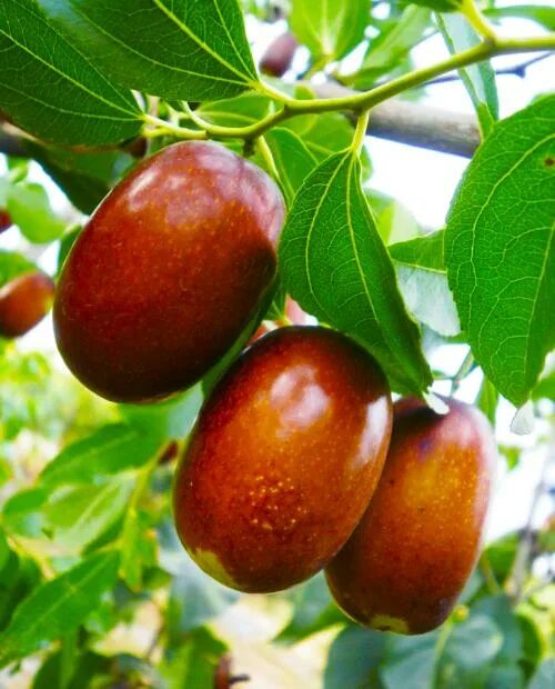 Grown around the world, and used in Chinese medicine for thousands of years - ju
