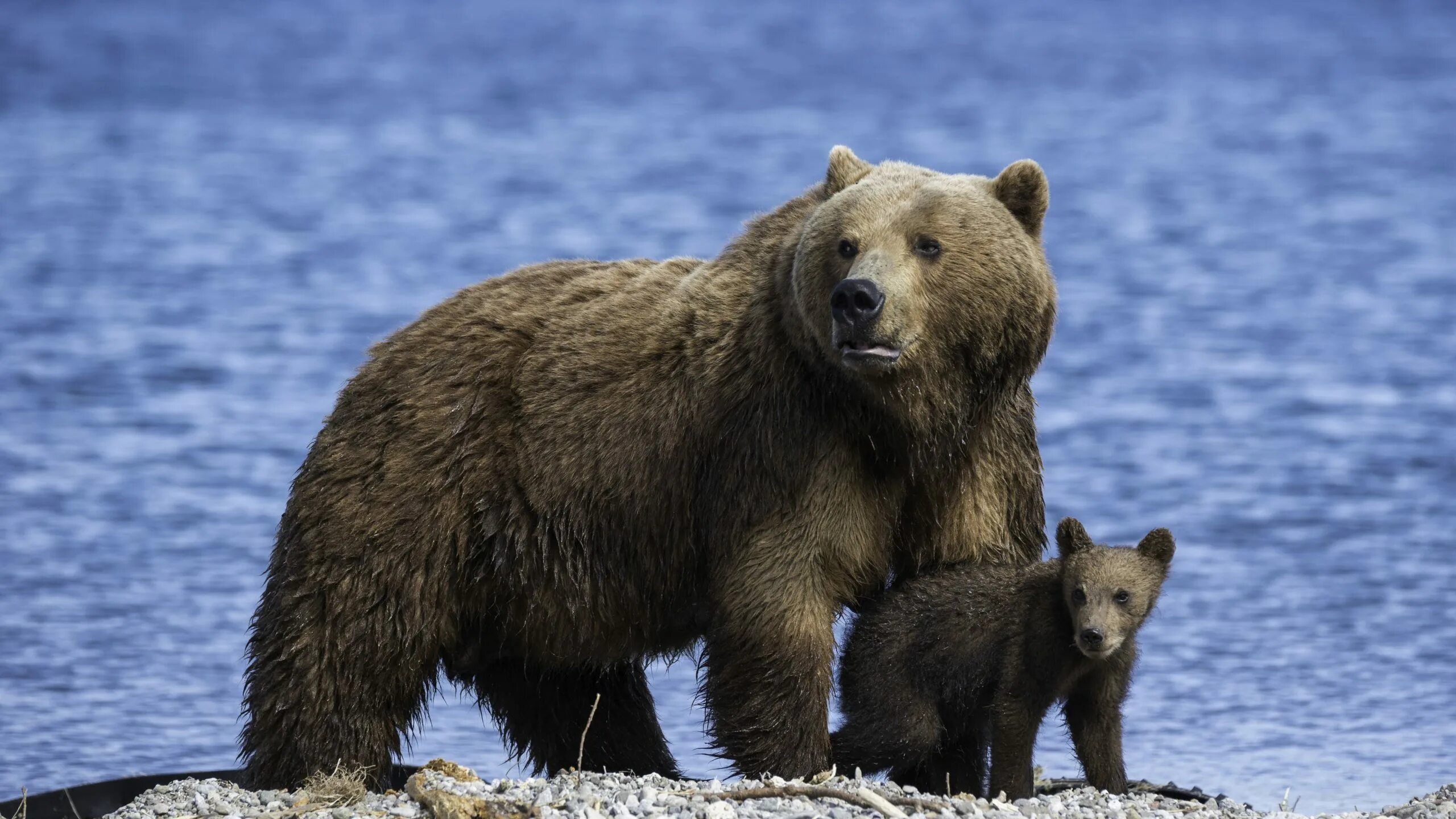 Бурый медведь (Ursus arctos). Бурый медведь – Ursus arctos l.. Камчатский медведь (Ursus arctos). Урсус медведь. Бурый медведь тело