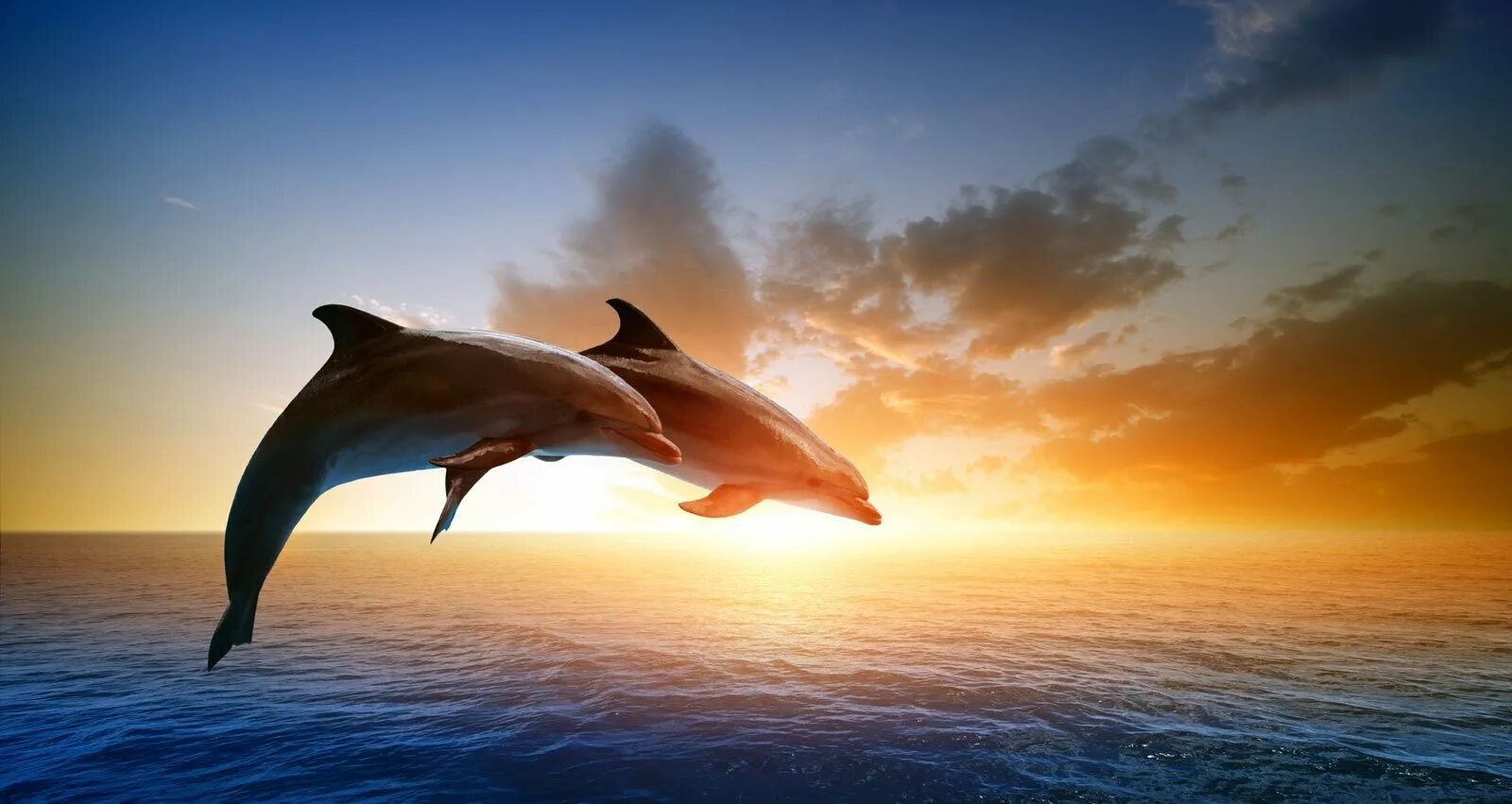 Крылатое море. Дельфины на закате. Прыжки дельфина на закате. Дельфины море солнце. Дельфины на закате фото.