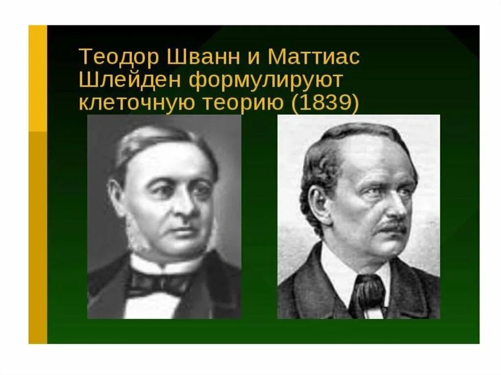 Т шванн сформулировал. Т. шванна и м. шлейдена. клеточная теория т шванна и м шлейдена. шванн шлейден вирхов. м шлейден и т шванн вклад в биологию.