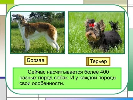 Презентация собака 2 класс