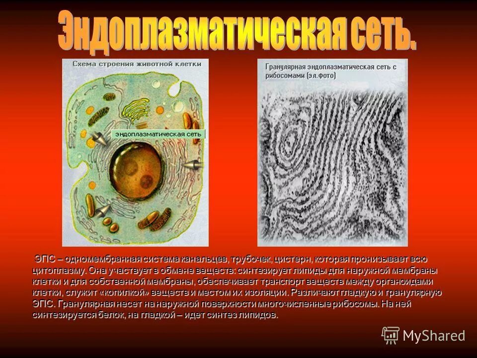 клетка элементарная живая система. как называется наука о клетке. строение лизосомы животной клетки. клеточный уровень процессы. проект клетка элементарная единица жизни на земле.