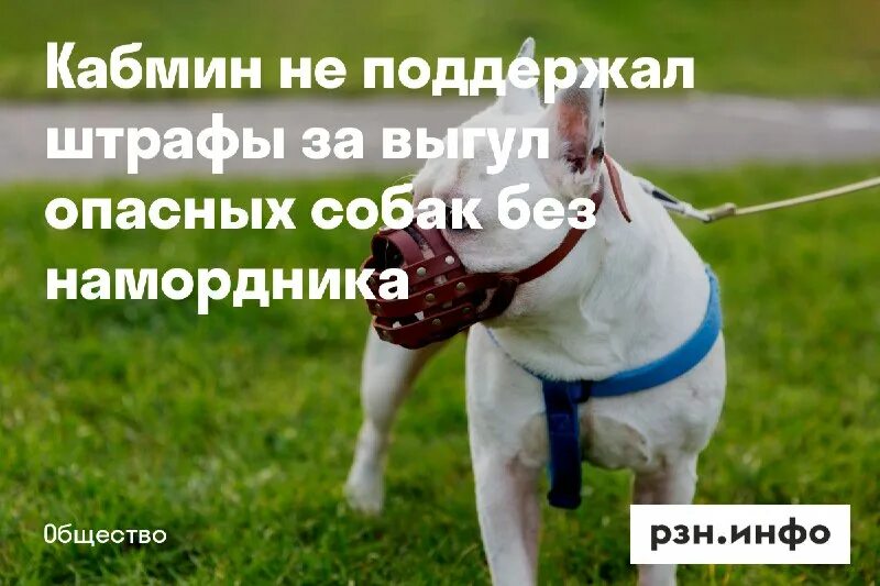 выгуливать собаку. выгул опасных собак. собака без намордника закон. собака без намордника. собачий бой тестовых испытаний.