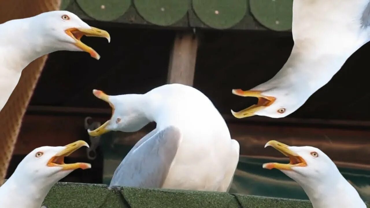 Я пою как чайка. Чайка смеется. Кричащая Чайка. Чайки ржут.