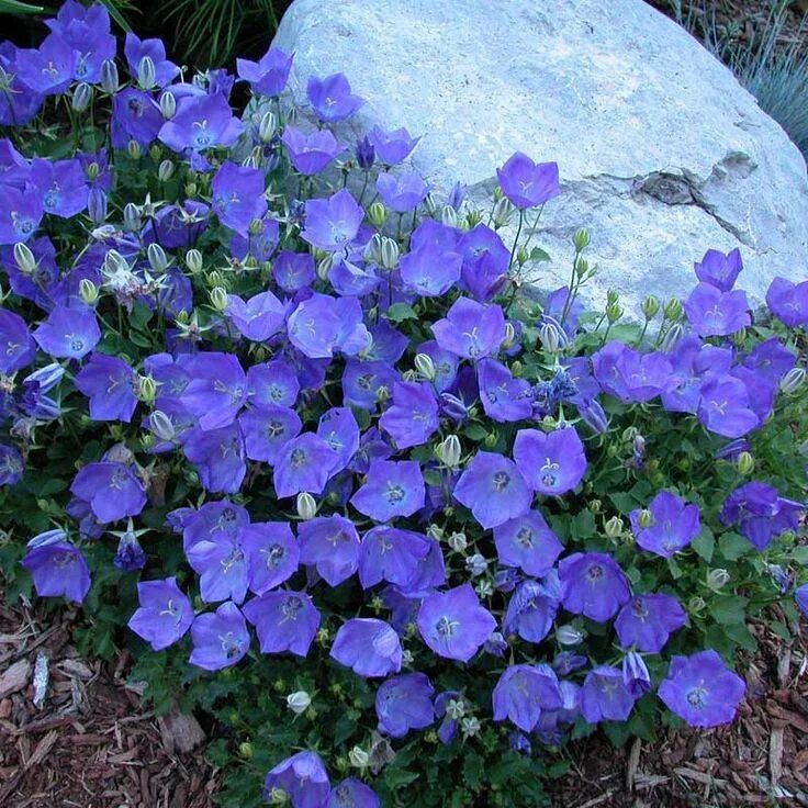 Колокольчик посадка в открытый грунт. Колокольчик Карпатский (Campanula Carpatica). Колокольчик Карпатский Карпатенкроне. Колокольчик Карпатский Кампанула синий. Колокольчик Карпатский Уайт.