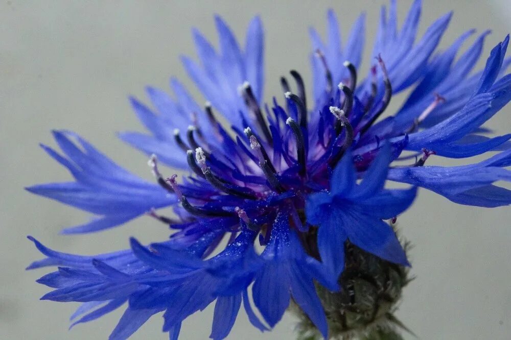 Василёк Блю бол. Василек Блу медальон. Василек синий (Centaurea cyanus). Василек Рейнский.