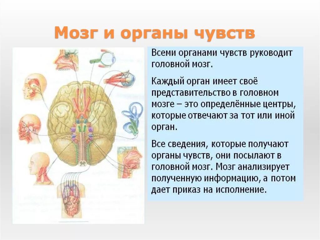Органы чувств человека интересные факты 3 класс. Нервная система и органы чувств система человека. Нервная система структура организма. Строение и функции органов нервной системы. Нервная система и органы чувств строение функция.
