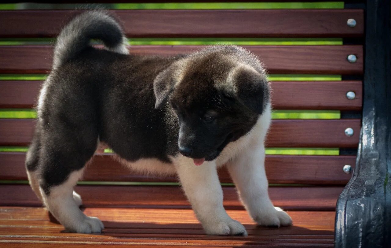 питомники щенков американского акиты в москве. американская акита питомник. американская акита белая щенки. ричи экшн питомник американская акита. американская акита стандарт породы.