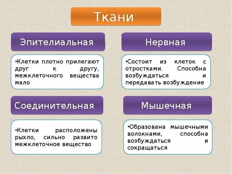 В соединительной ткани клетки плотно прилегают. Эпителиальная соединительная мышечная нервная ткани таблица. эпителиальная соединительная мышечная ткань схема. ткани животных эпителиальная соединительная мышечная нервная. эпителиальная ткань и соединительная биология 8 класс.