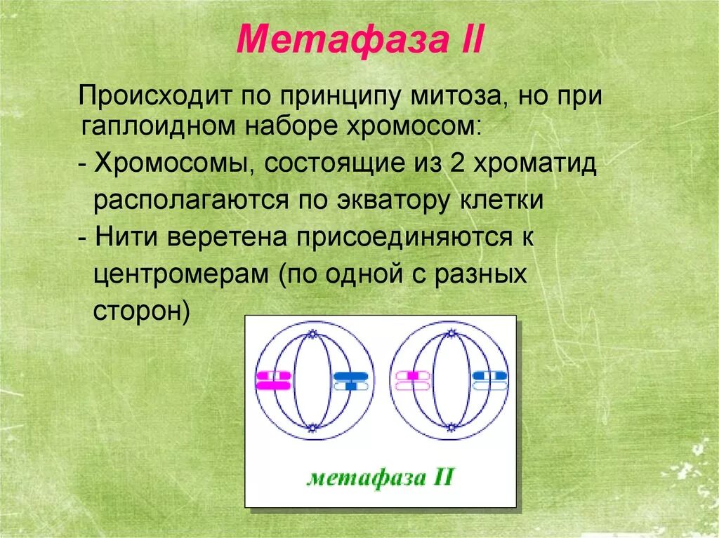 В метафазе первого деления мейоза происходит. Мейоз 2 метафаза 2. Метафаза 1 и 2 в мейозе схемы. Метафаза мейоза 2 набор. Метафаза 2 мейоза набор хромосом.