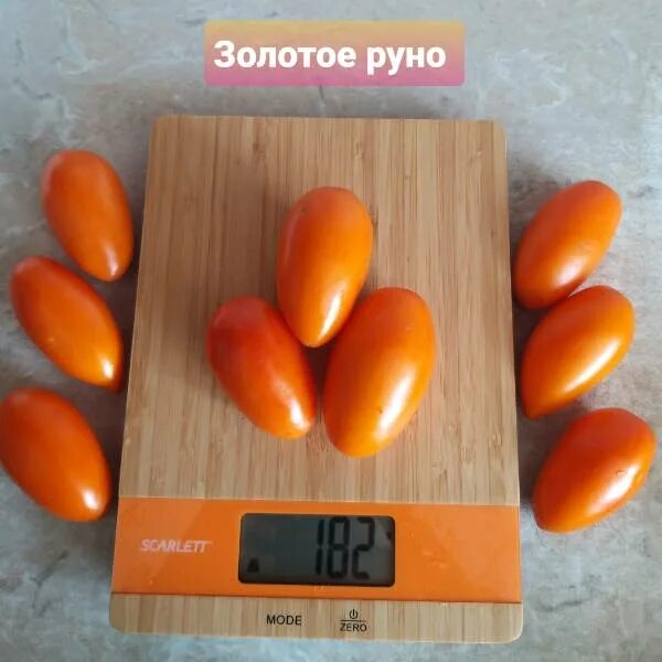 Золотое руно томат характеристики и описание сорта. Помидоры золотое руно. сорт помидор золотое руно. золотое руно томат высота. золотое руно томат описание.