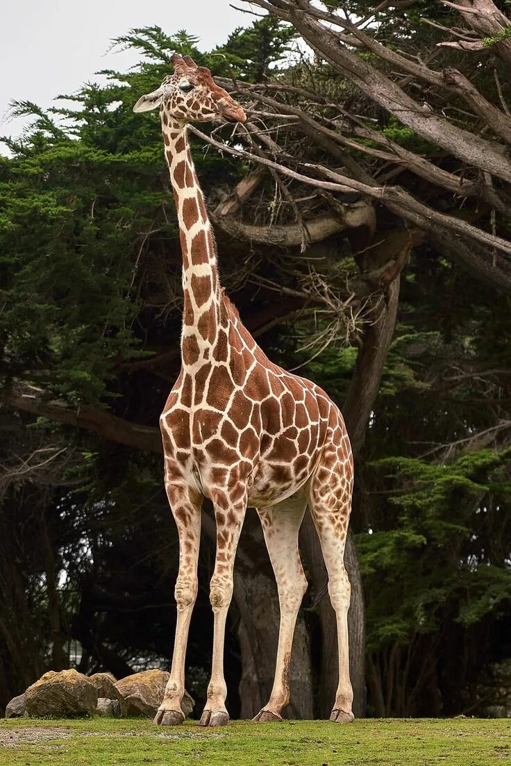 Жираф среда обитания. Жираф Торникрофта. Красивый Жираф. Жираф в природе. Жираф фото.