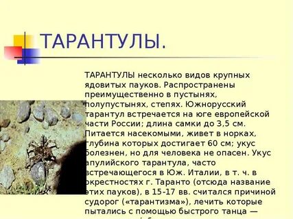 Тарантул описание