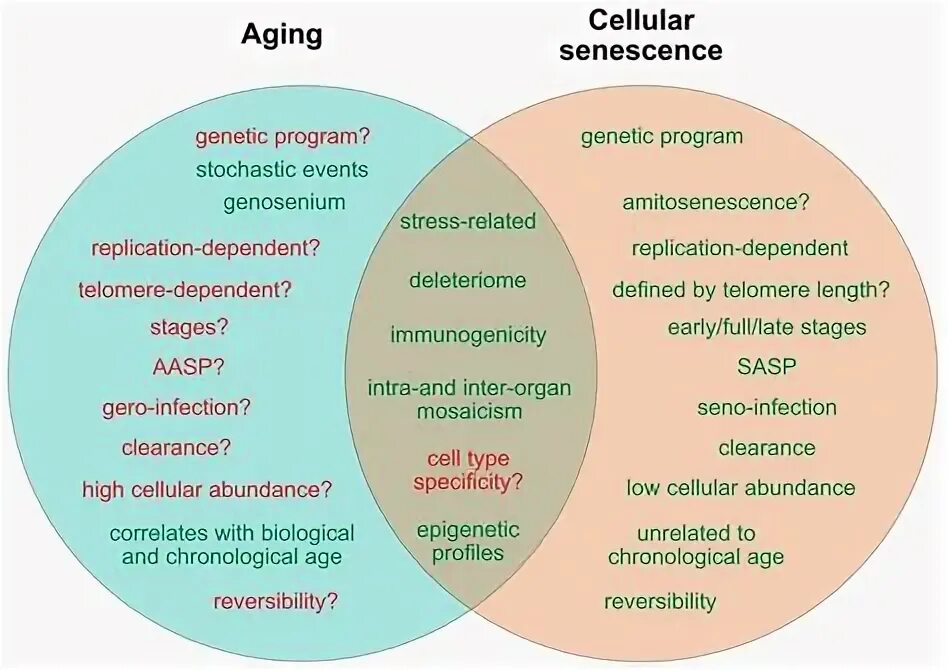 Cellular senescence. Cellular senescence Markers. Aging process. What causes Aging.