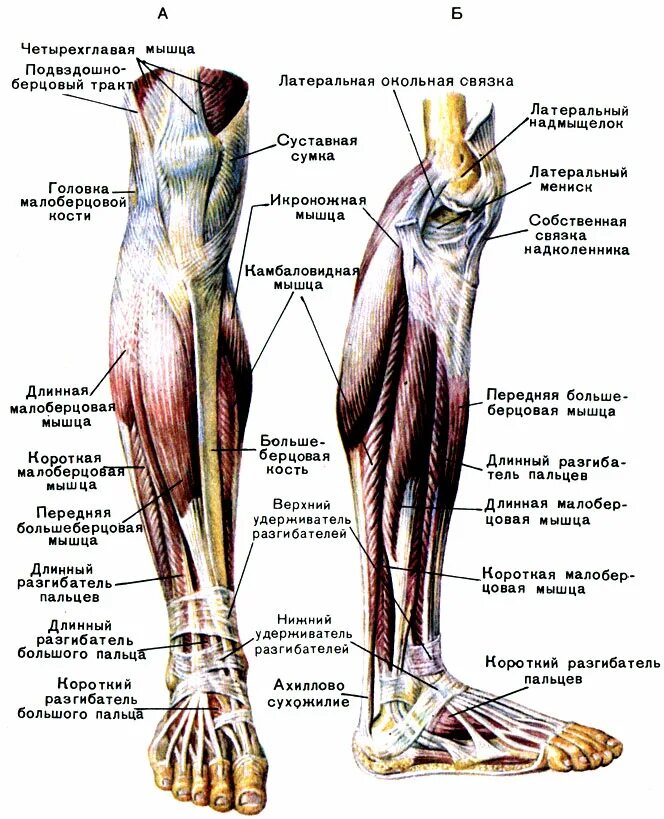 Левой нижней конечности. Строение голени ноги человека. Строение голени и стопы анатомия. Мышцы голени и стопы анатомия. Строение ноги мышцы и связки.