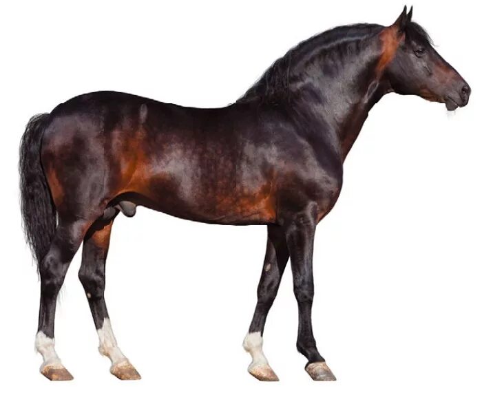 Рассмотрите фотографию коричневой лошади с черными ногами. Караковая масть. караковая лошадь фото. масть лошади бухта. конь сбоку листа.