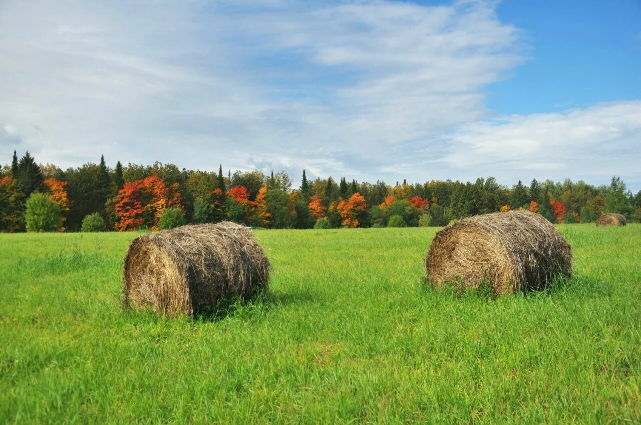 сенозаготовка скирда. солома для коров. сено в рулонах и тюках. сено н 1. сено люцерны в тюках 30кг.