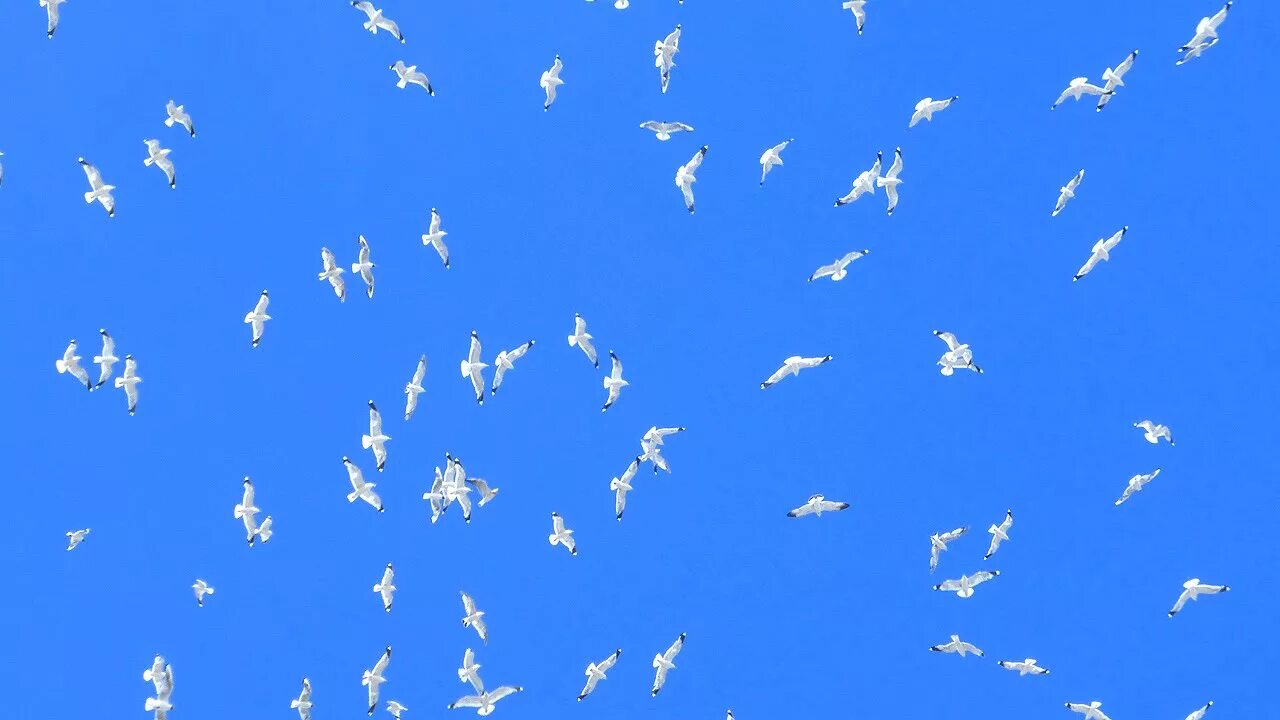 Птицы в небе. Птицы летают. Голуби в небе. Белые голуби в небе.