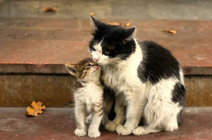 Включи видео где котик. Котята с мамой. Любимые животные. Маленькие котята с мамой.