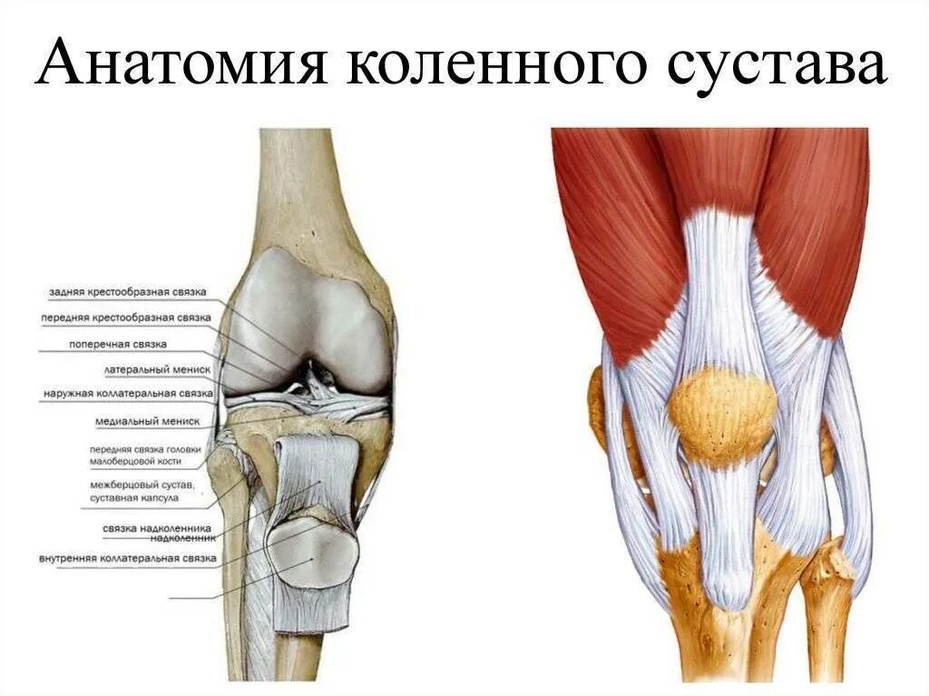 Связки суставы колена