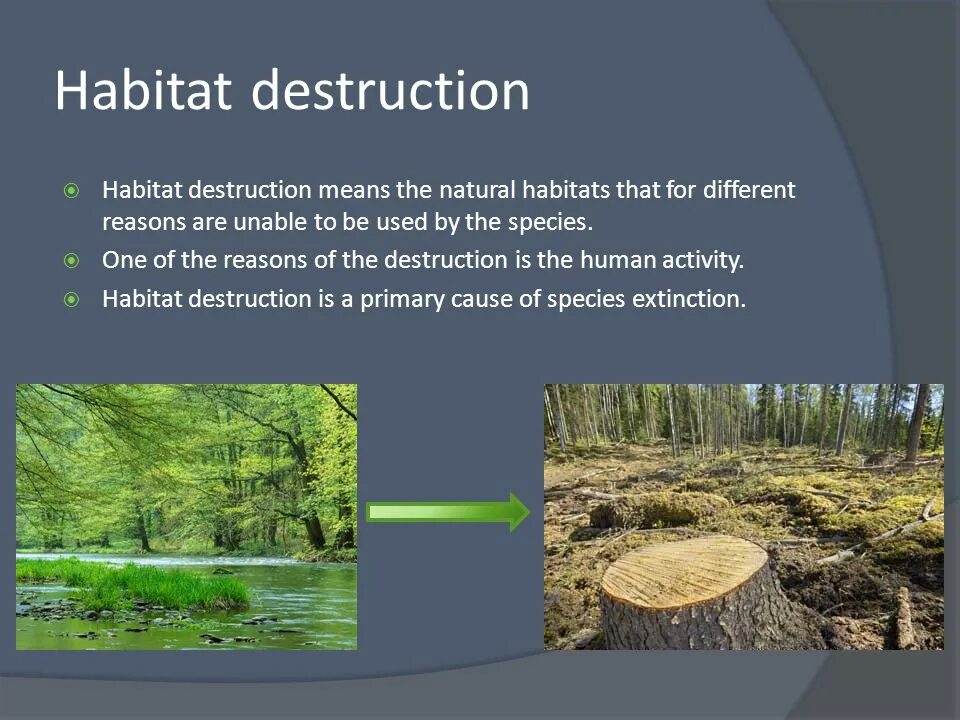 Destroy wildlife. Habitat Destruction. Destruction of natural Habitat. Natural Habitat. Destroy Habitats.