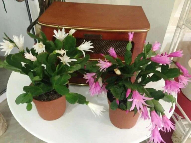 Schlumbergera truncata. Цветочный горшок для декабриста. Зигокактус шлюмбергера. Зигокактус шлюмбергера. Зигокактус декабрист.