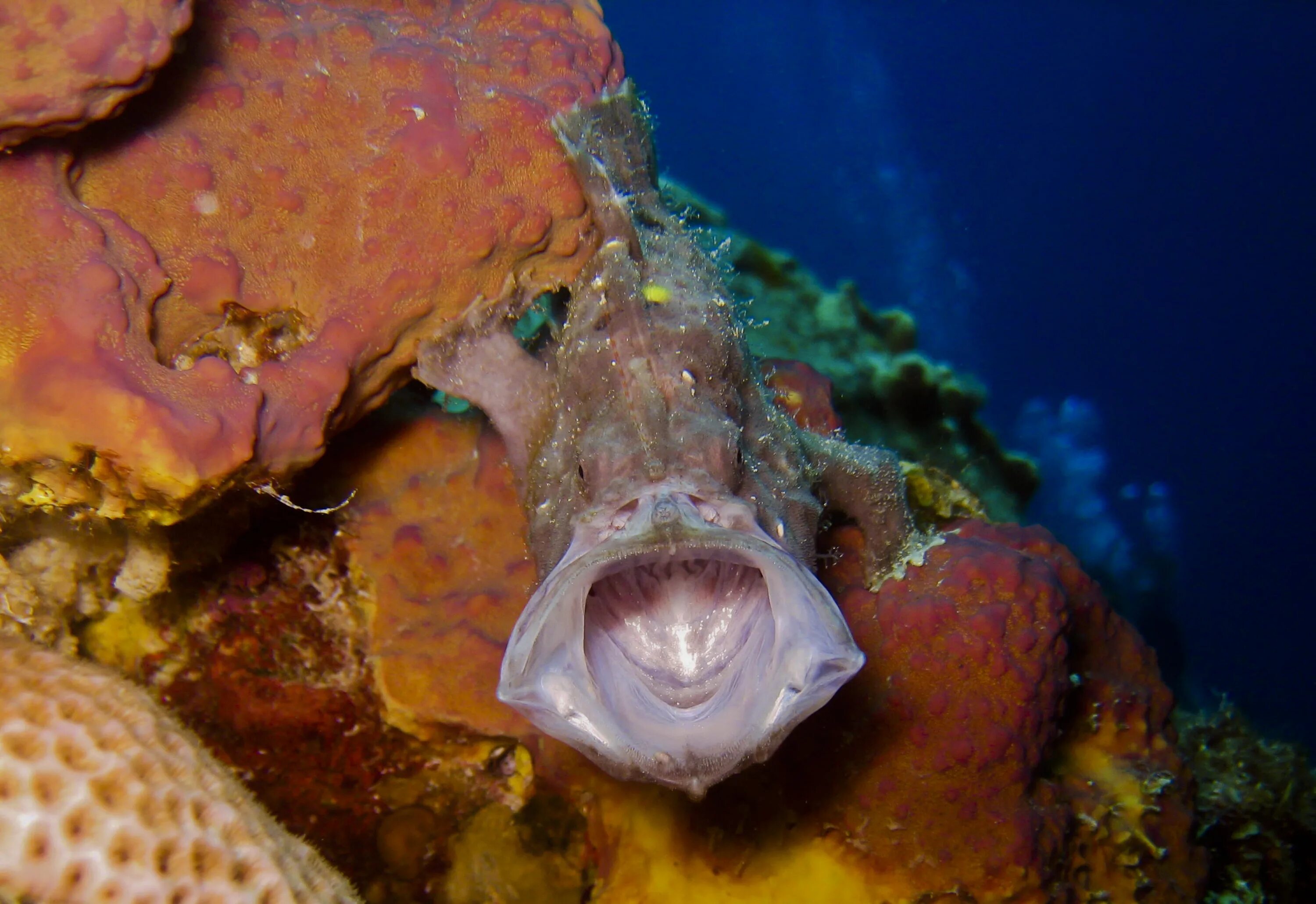 Frogfish рыба. Вкус рыбы во рту