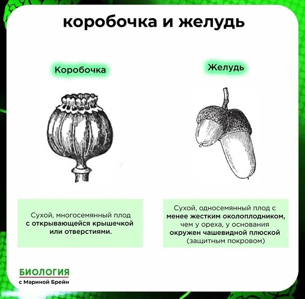 Сухие односемянные плоды зерновка. Зерновка односемянный или многосемянный плод. Зерновка односемянный или многосемянный плод. Сухие односемянные плоды биология 6 класс. Плоды растений егэ.