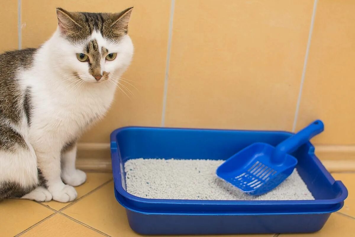 Как быстро приучить котенка