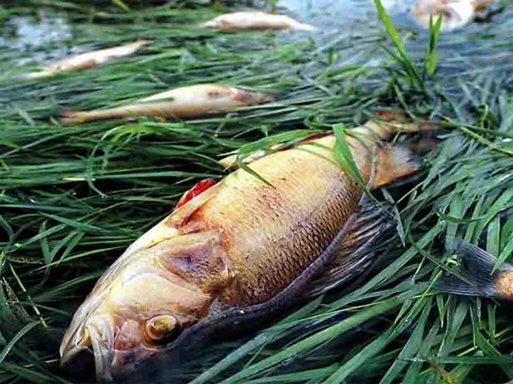 последствия кислотных осадков. загрязнение воды рыбы. кислотные дожди и животные. воздействие кислотных дождей на водоемы. животные после кислотного дождя.