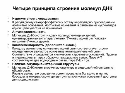 Принципы днк