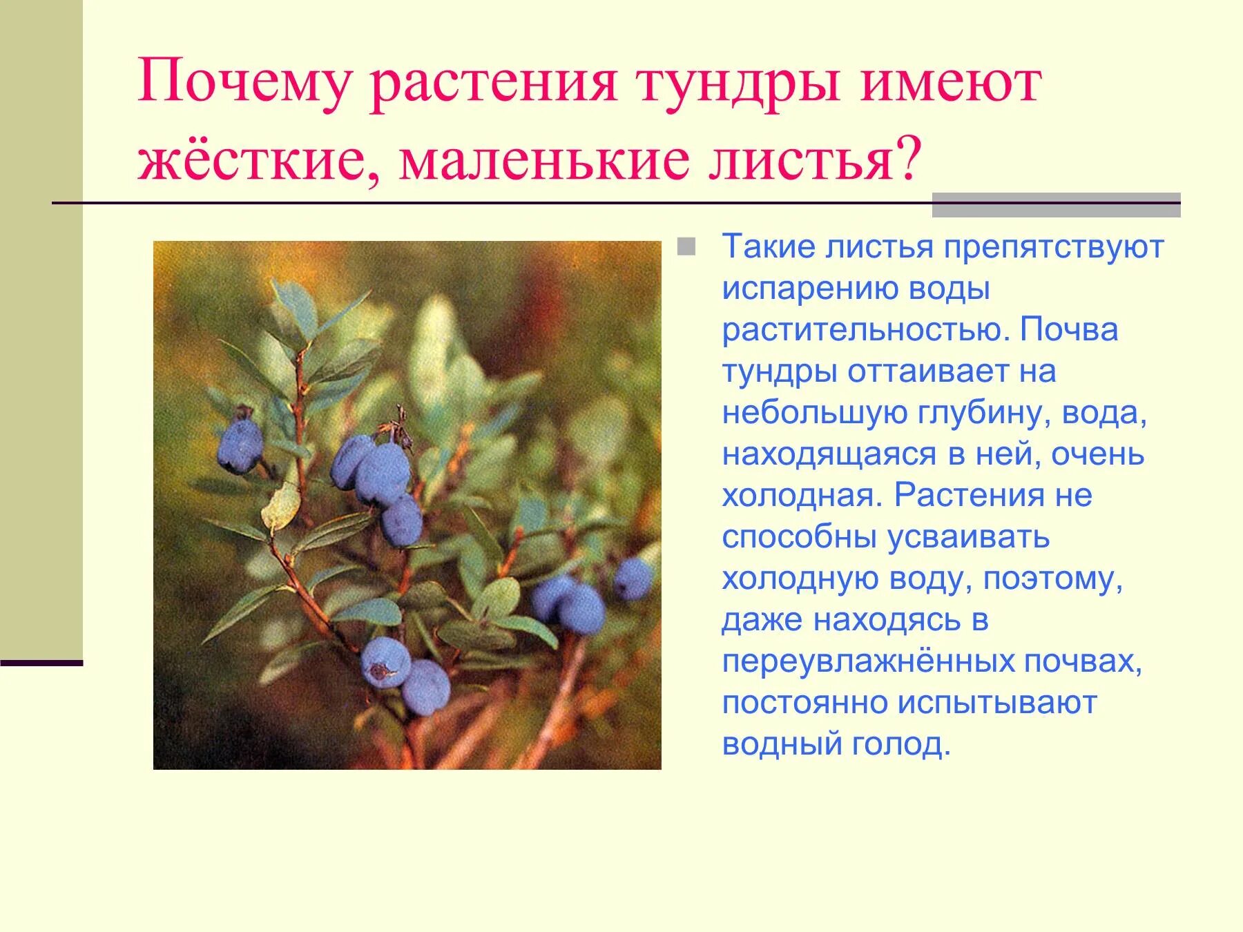 Растения тундры. Растительность тундры в России. Сообщение о растении тундры. Растения в тундре имеют листья.