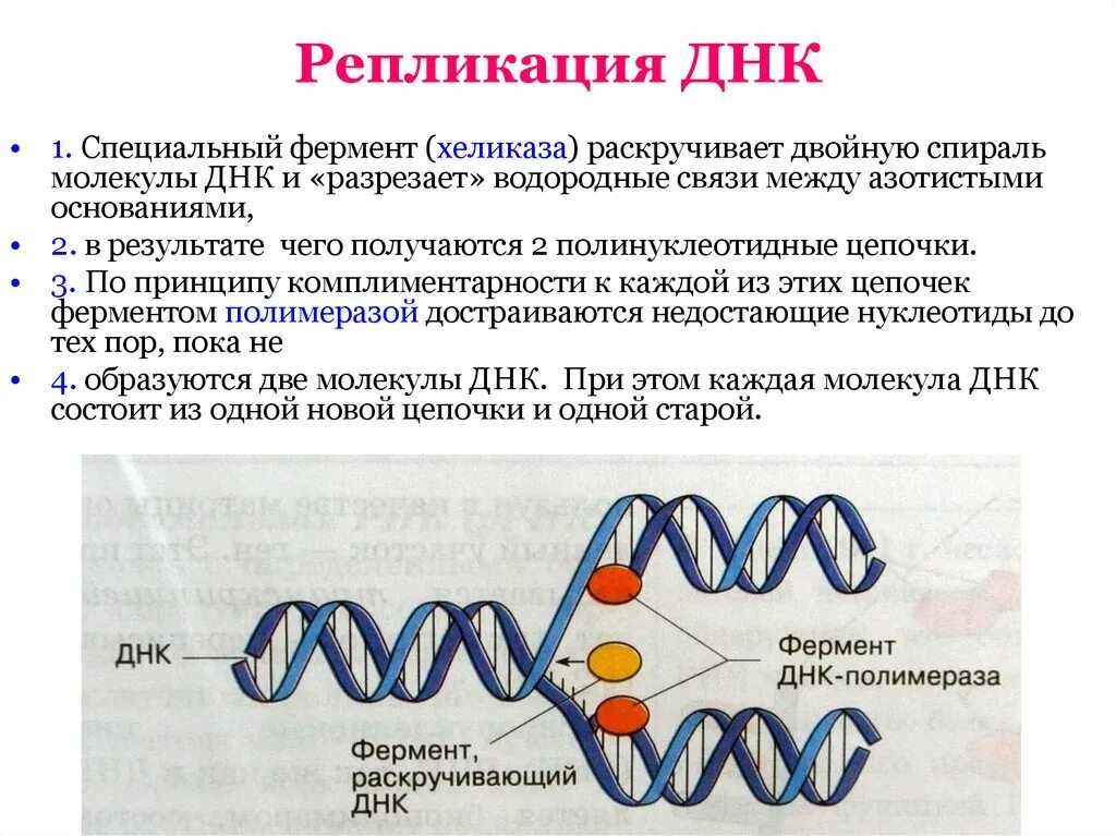 Как происходит репликация ДНК. Репликация ДНК ферменты участвующие в репликации. Репликация (редупликация, удвоение ДНК). Процесс репликации ДНК.