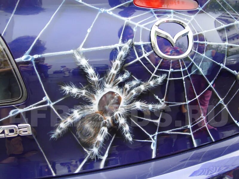 в машине живет паук. крутые тачки. Toyota celica spider. огромный паук в машине. австралийские пауки.