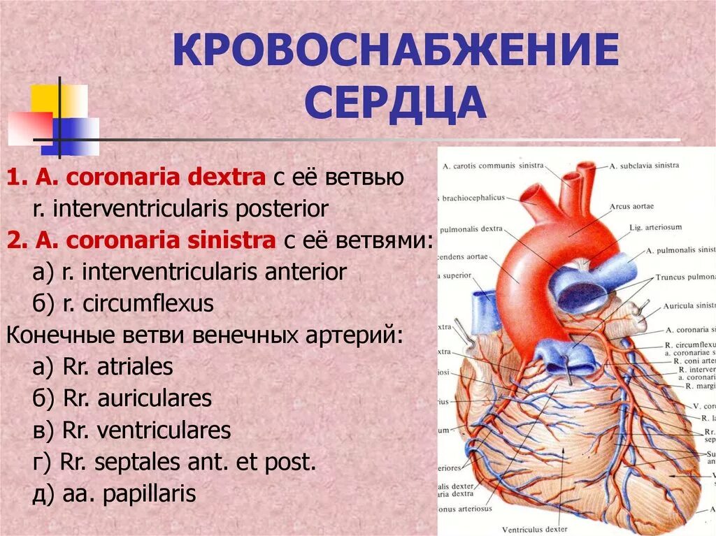 Коронарные артерии кровоснабжают. Строение сердца кровоснабжение сердца. Сердце строение анатомия кровоснабжение иннервация кровоснабжение. Сердце кровообращение топографическая анатомия. Анатомия сердца с кровотоком.