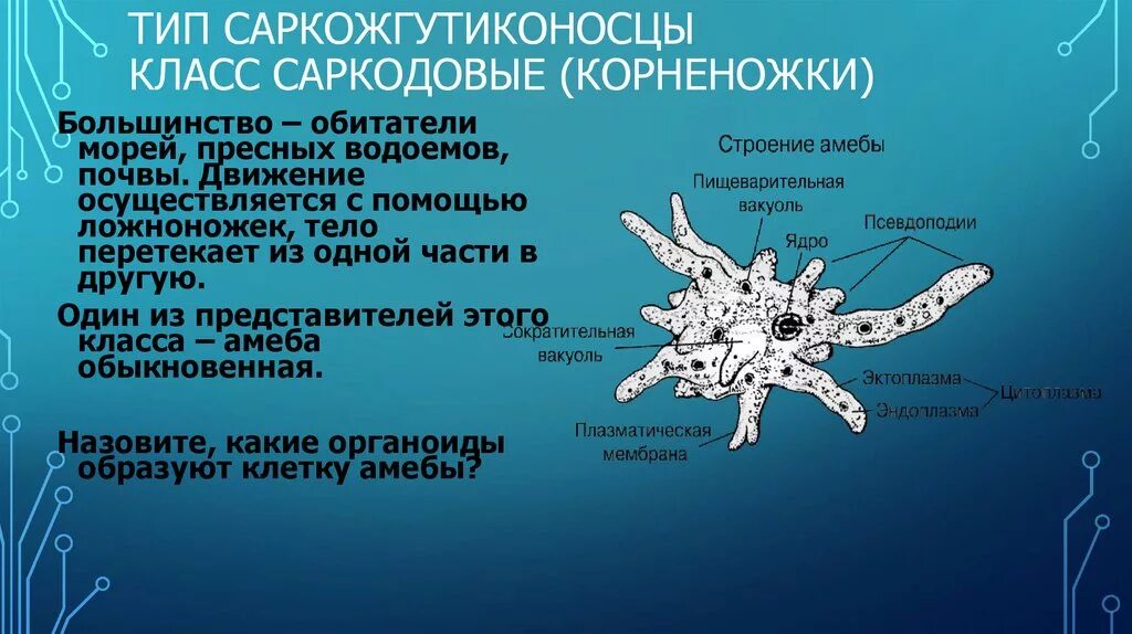 Какой способ характерен для амебы. Тип Саркожгутиконосцы класс Саркодовые (корненожки). Тип Саркожгутиконосцы класс Саркодовые. Свободноживущие Саркодовые представители. Тип Саркожгутиконосцы класс.