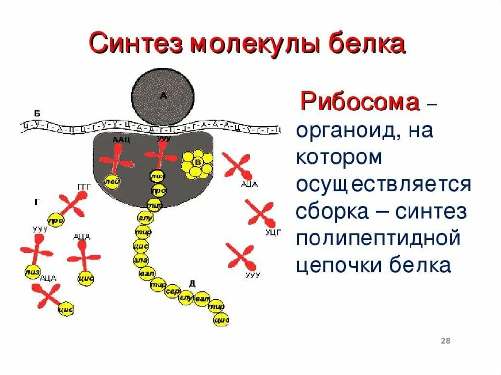 Синтез белковых молекул происходит. Схема синтеза белка в рибосоме. Синтез белка на рибосомах. Биосинтез белка на рибосоме. Функция рибосомы в синтезе белка.