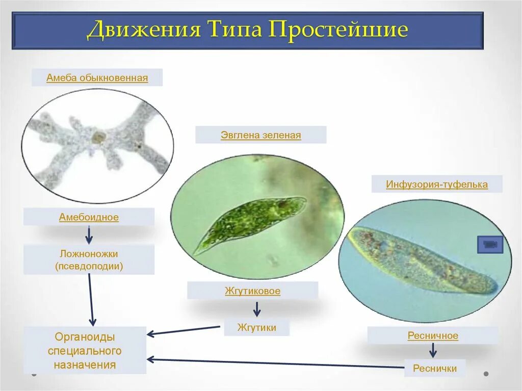 Органы движения. Движение животных биология. Типы движения простейших. Способы передвижения полости тела. Тип простейшие Тип передвижения.
