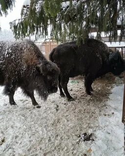 Зубровник в токсово