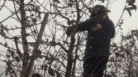 Впр черешни в запущенном саду