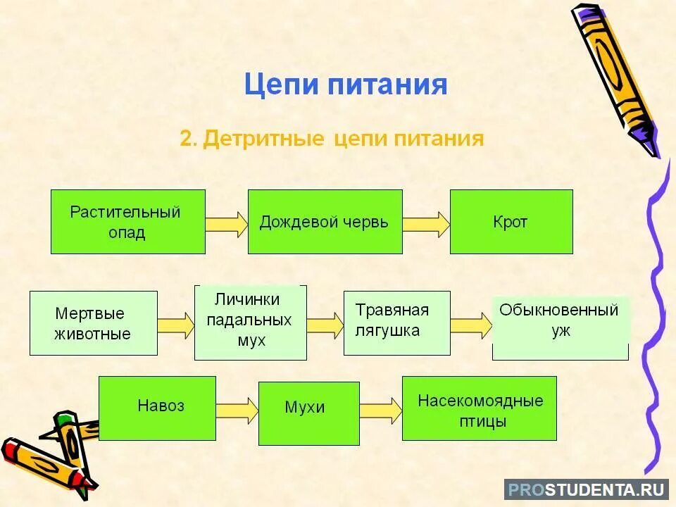 Ремонт цепей питания. Цепочки питания детритные. 2 Детритные цепи питания. Схема детритной цепи питания. Схема детритной пищевой цепи.