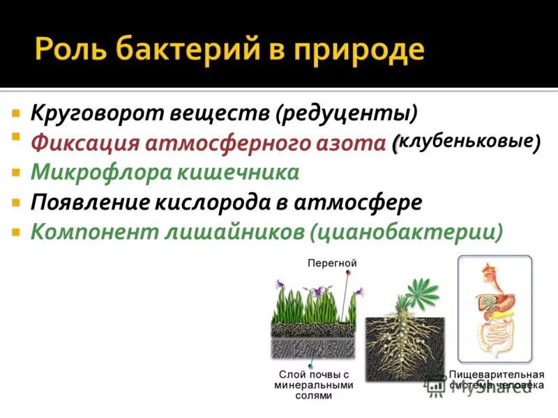 фиксация азота в природе. круговорот веществ клубеньковые. роль бактерий в природной. круговорот веществ в природе азот. круговорот азота бактерии.
